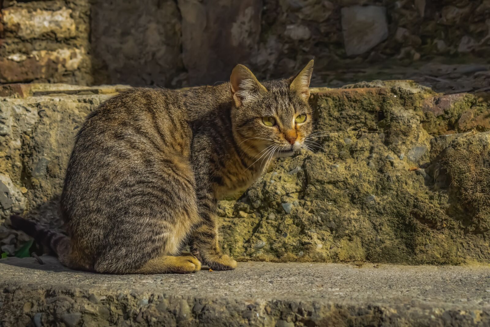 Nikon D3300 sample photo. Cat, cute, kitten photography