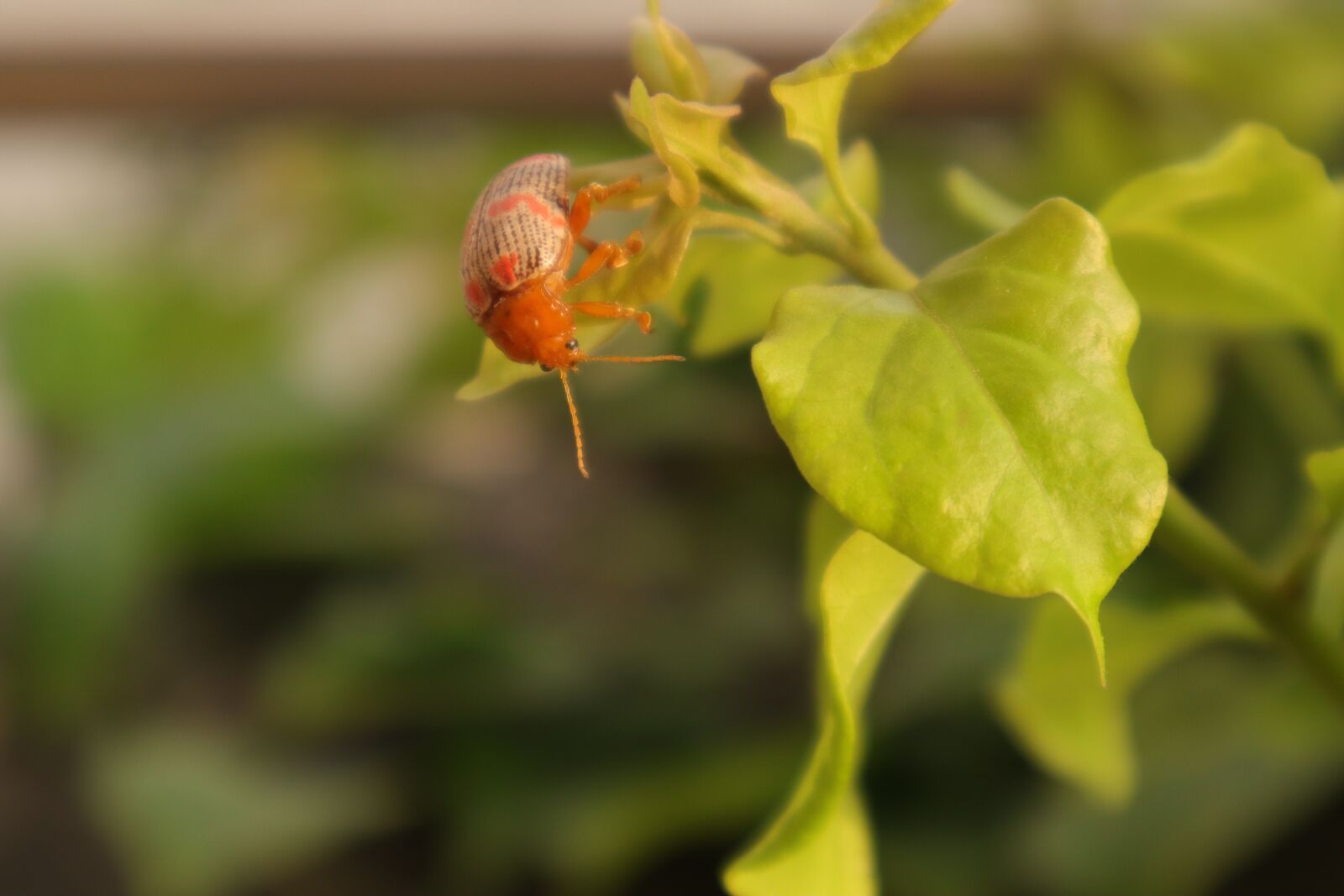 Canon EOS M50 (EOS Kiss M) sample photo. The leaves, tree, beetles photography