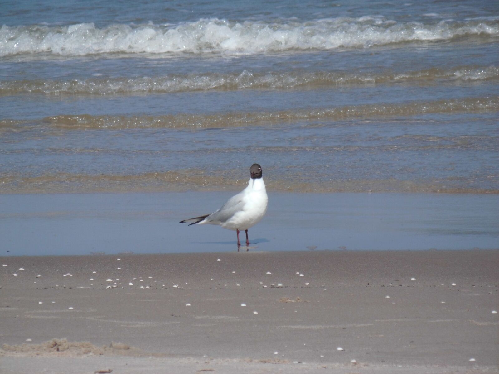 MEDION MD86827 sample photo. Seagull, beach, wave photography