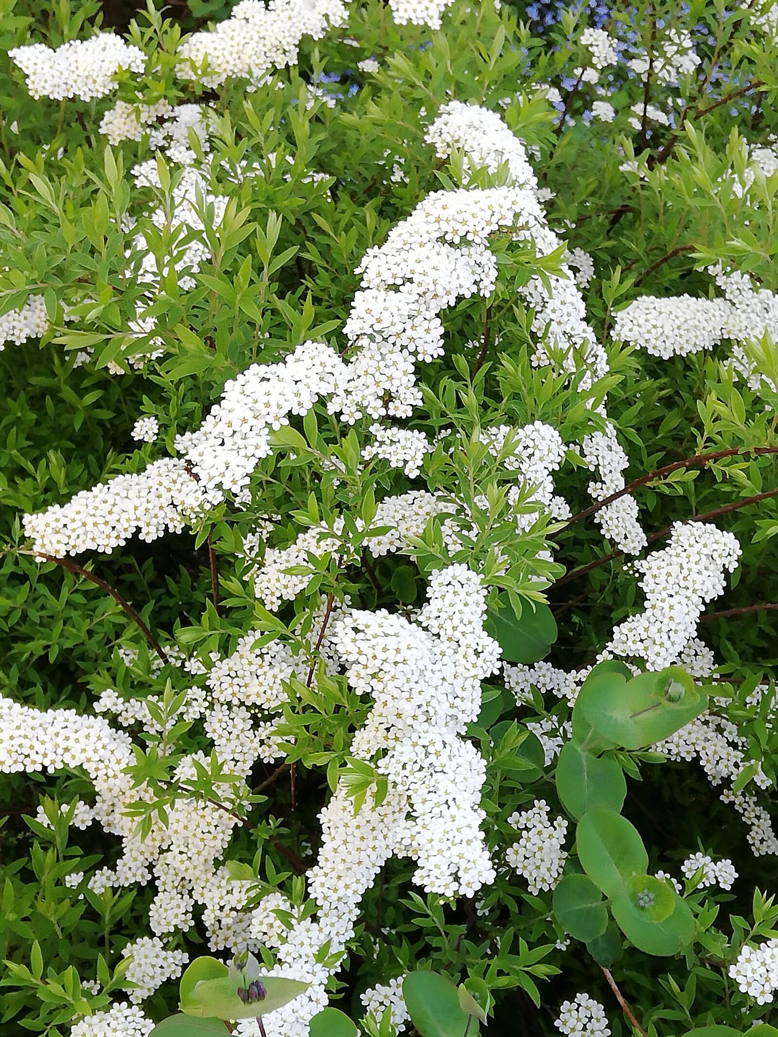 HUAWEI P20 lite sample photo. Flowers, white, bloom photography