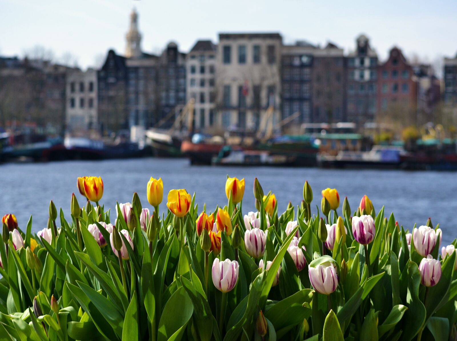 Nikon D3100 sample photo. Amsterdam, tulip, holland photography
