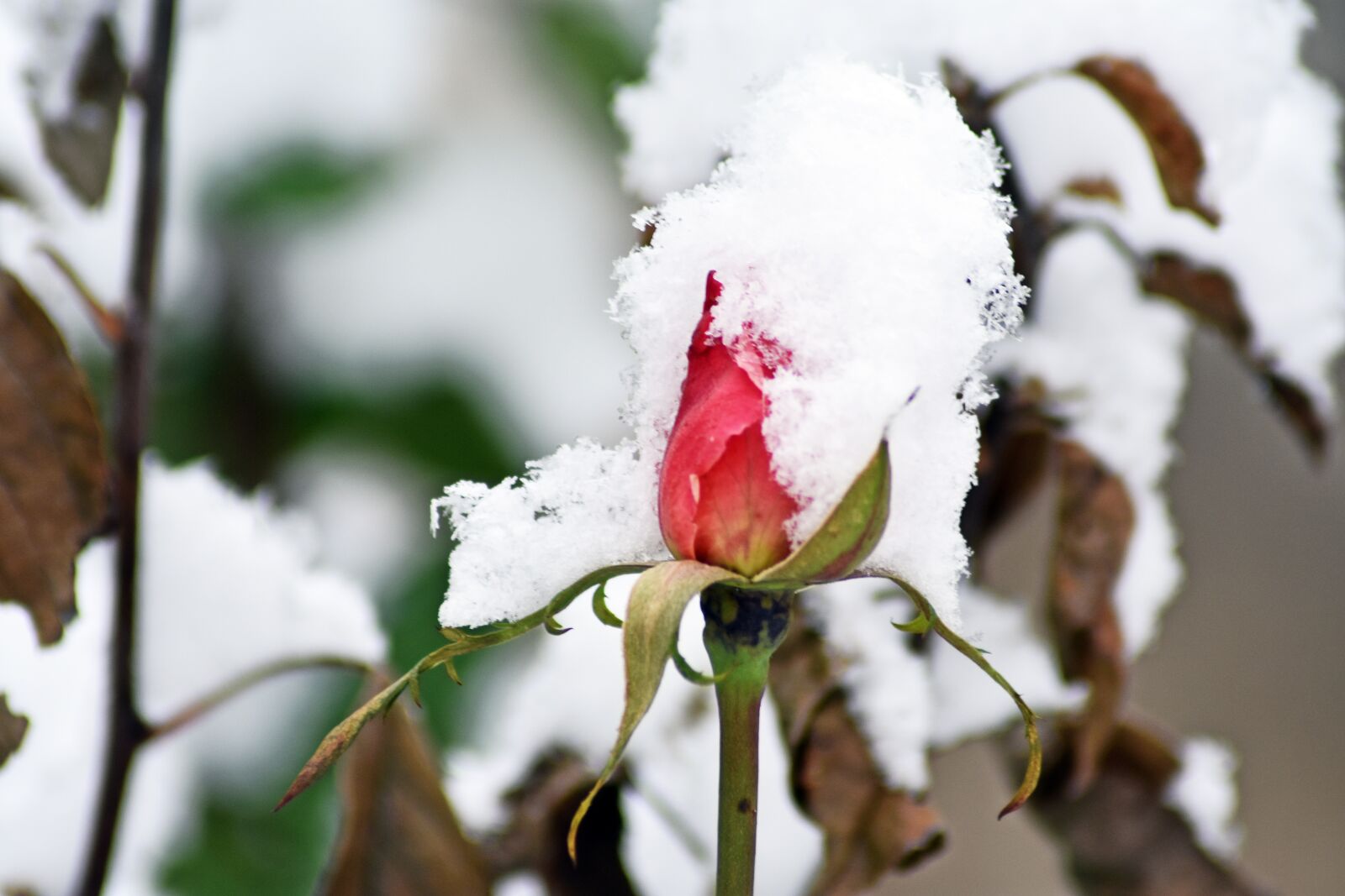 Nikon D3400 sample photo. Rose, snow, winter photography