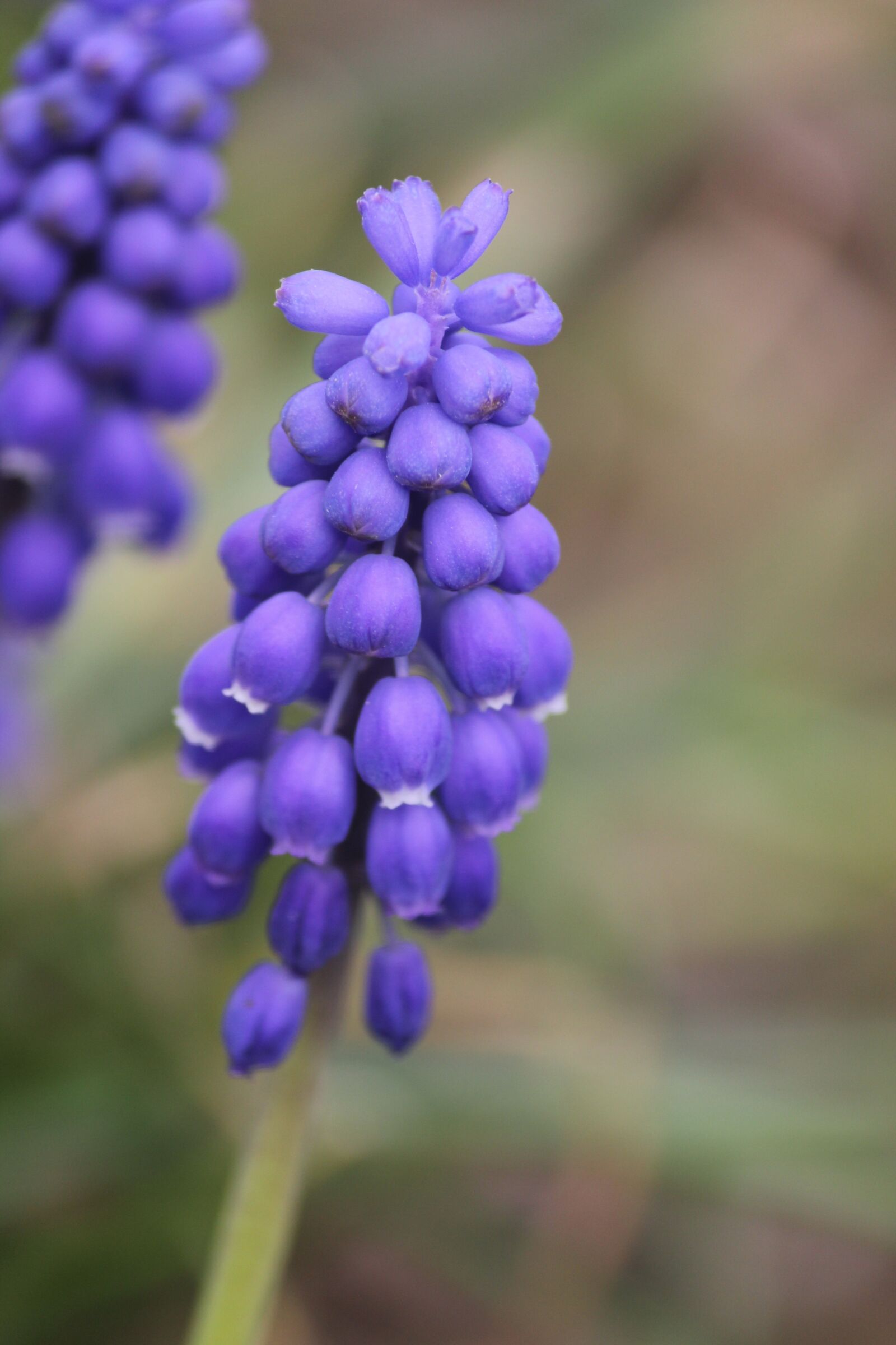 Canon EOS 550D (EOS Rebel T2i / EOS Kiss X4) sample photo. Spring, flower, purple flower photography
