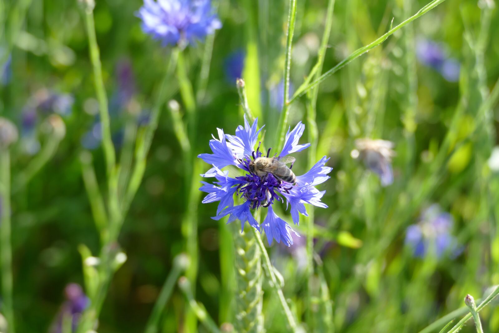 Panasonic Lumix DMC-FZ1000 sample photo. Cornflower, cyanus segetum, zyane photography
