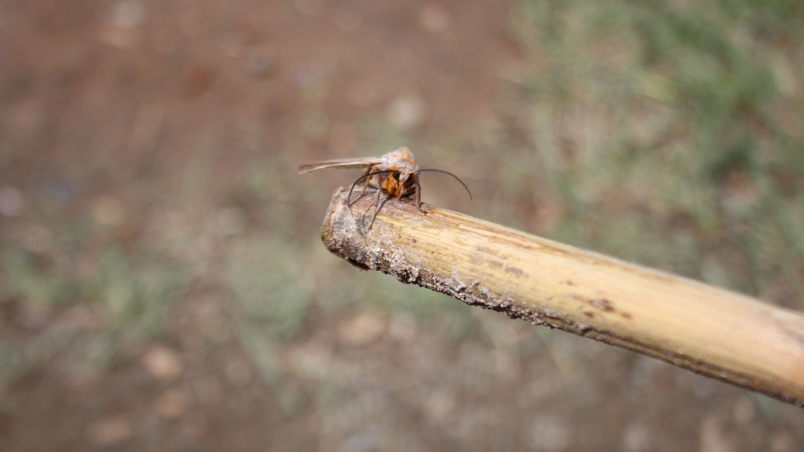 Canon EOS M sample photo. Beetle, insect, bug photography