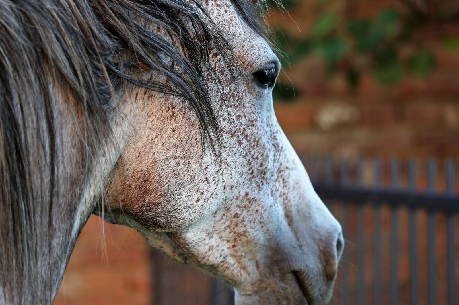 Canon EF 70-300 F4-5.6 IS II USM sample photo. Arabian horse, head, eye photography