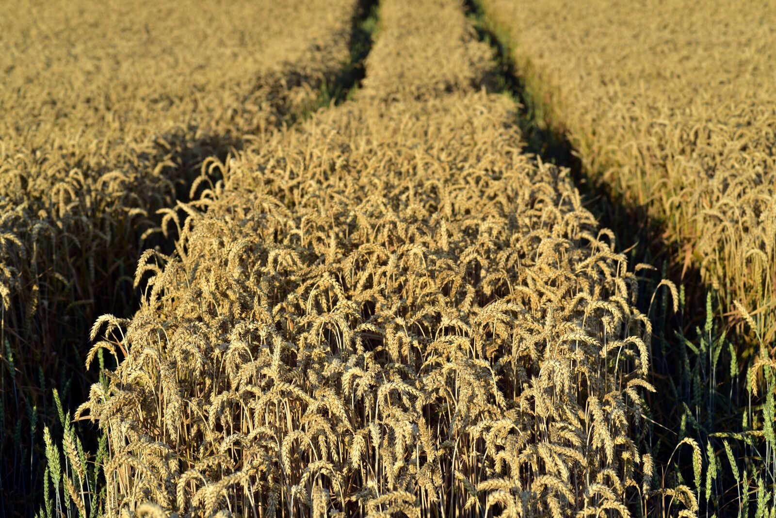 Nikon D750 sample photo. Wheat, wheat field, nature photography