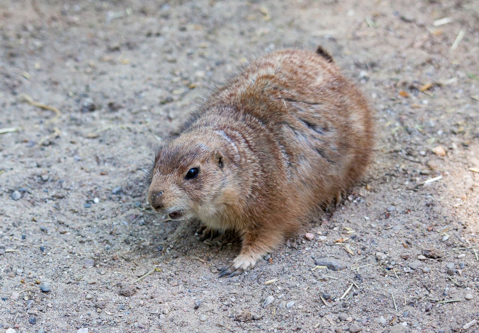Canon EOS 50D sample photo. Prairie dog, mammal, rodent photography