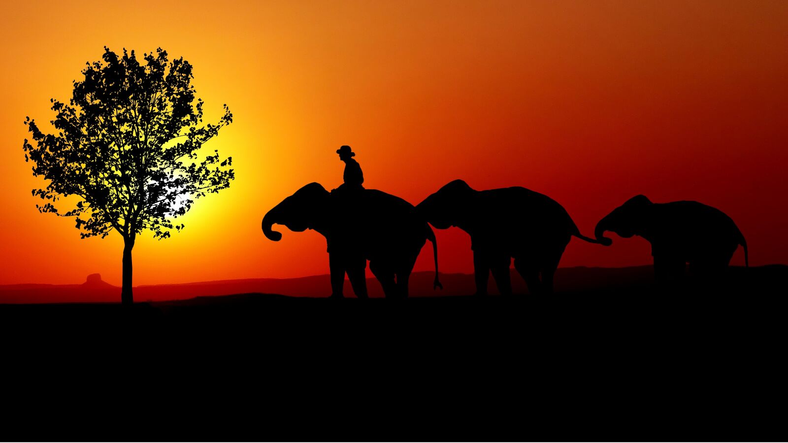 Panasonic Lumix DMC-FZ200 sample photo. Sunset, nature, elephants photography