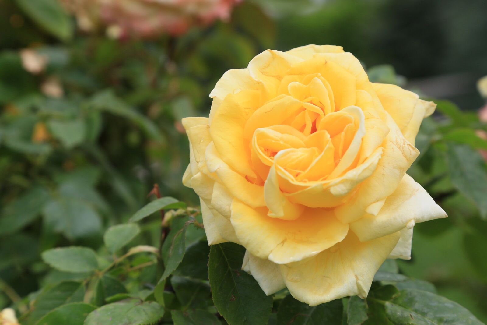 Canon EF 24-105mm F4L IS USM sample photo. Rose, nature, love photography