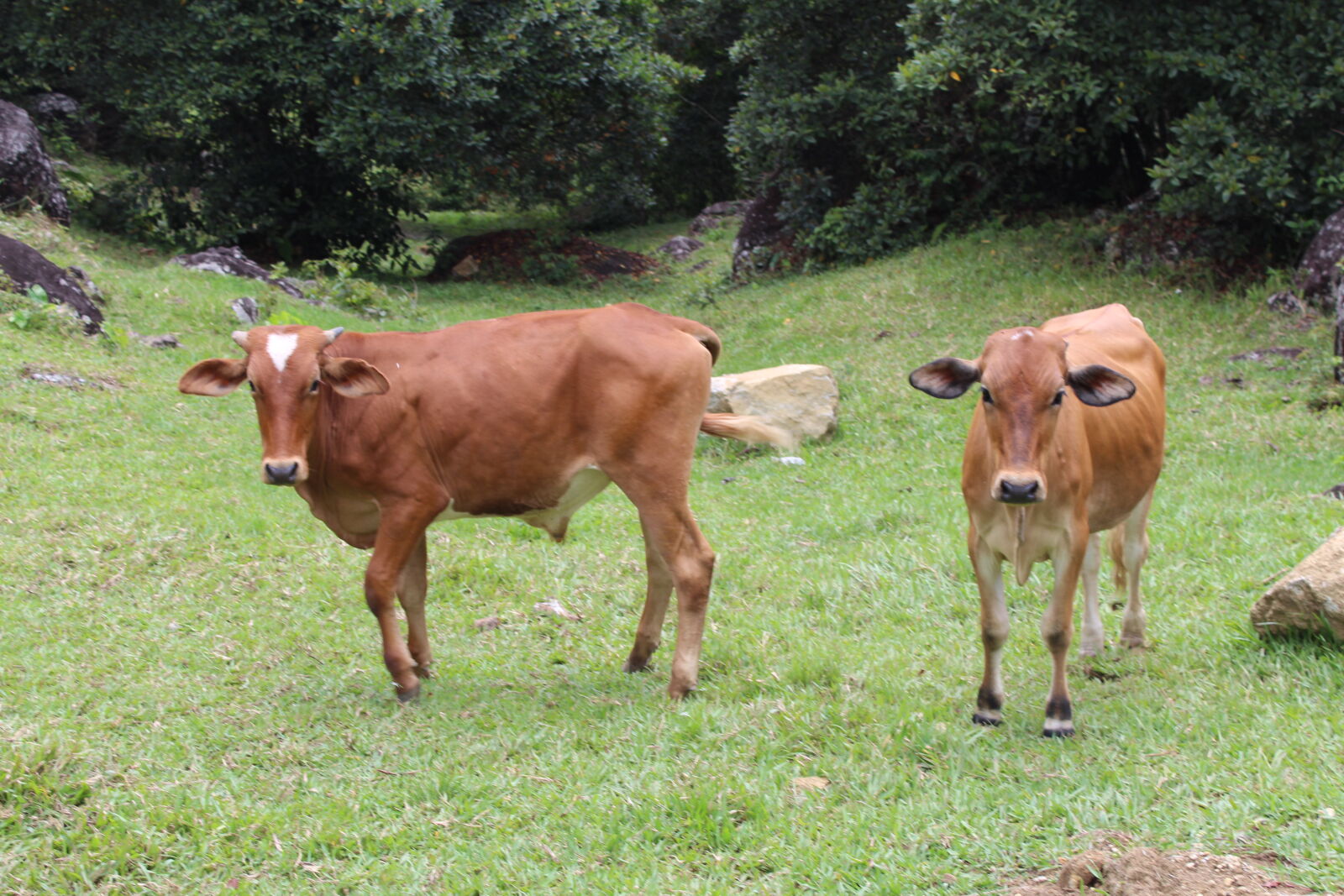Canon EOS 1300D (EOS Rebel T6 / EOS Kiss X80) sample photo. Animal, bull, cows, nature photography