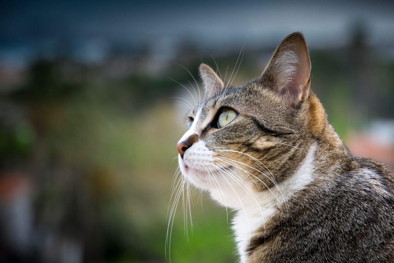 Nikon D5300 sample photo. Cat, nature, fur photography