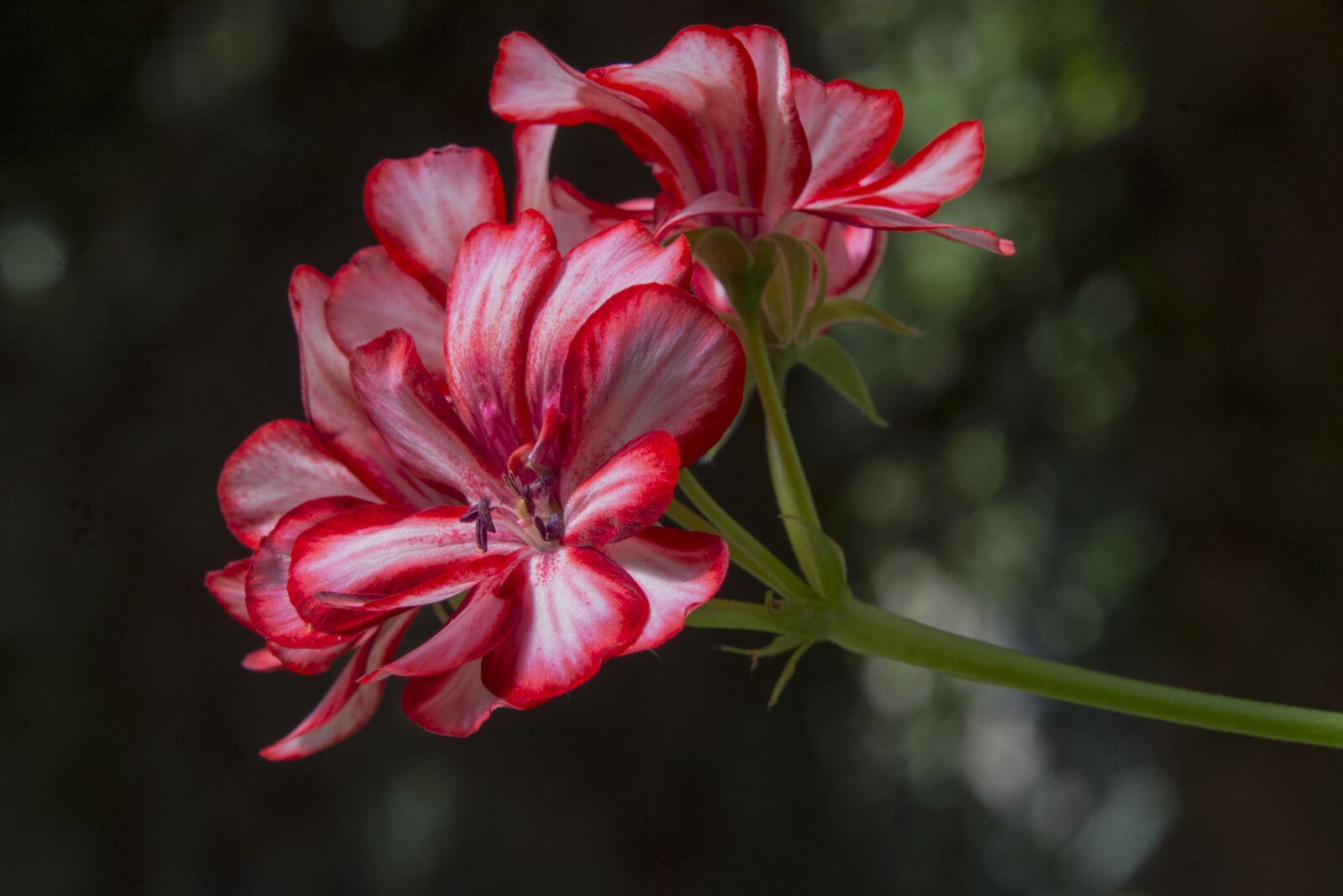 Nikon D7100 sample photo. Flower, geranium, red flower photography