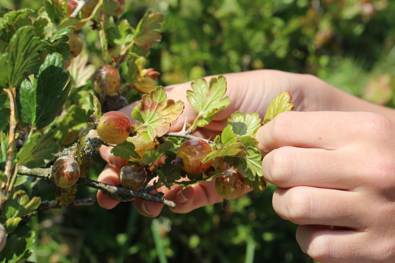 Canon EOS 100D (EOS Rebel SL1 / EOS Kiss X7) sample photo. Gooseberries, fruit, healthy photography