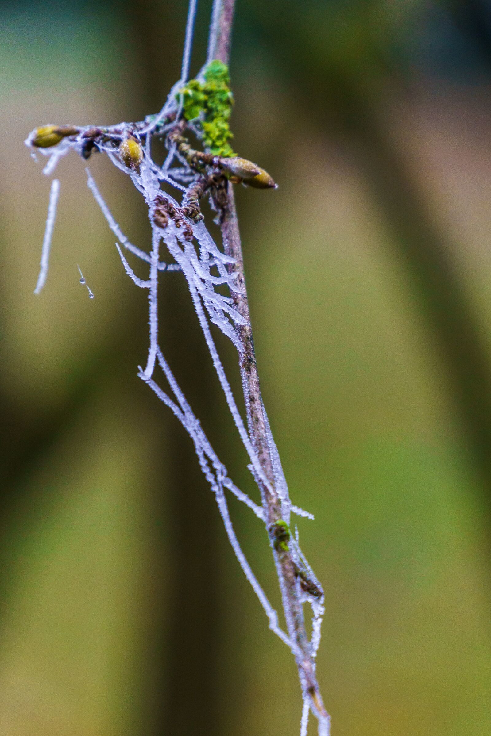 Sony a6000 + Sony E PZ 18-105mm F4 G OSS sample photo. Frost, dew, branch photography