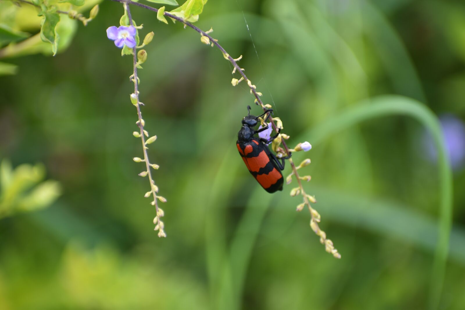 Nikon D5600 sample photo. Bug, beetle, insect photography
