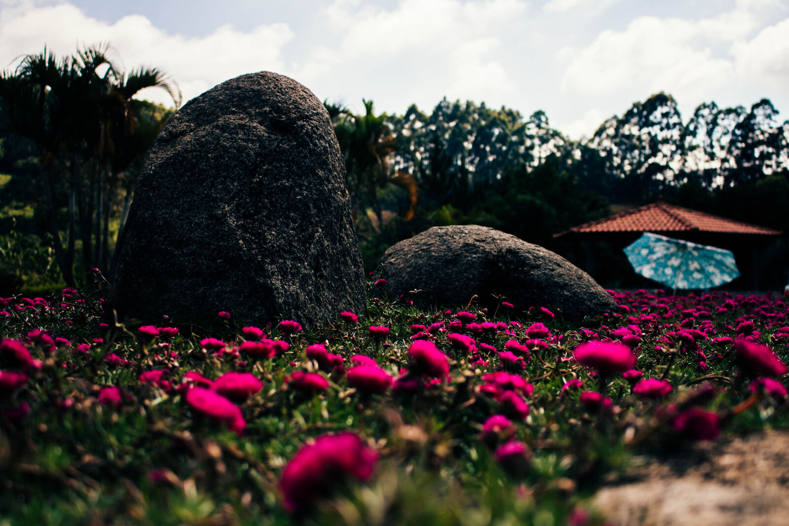 Canon EOS 700D (EOS Rebel T5i / EOS Kiss X7i) sample photo. Beautiful, beautiful, flowers, brasil photography