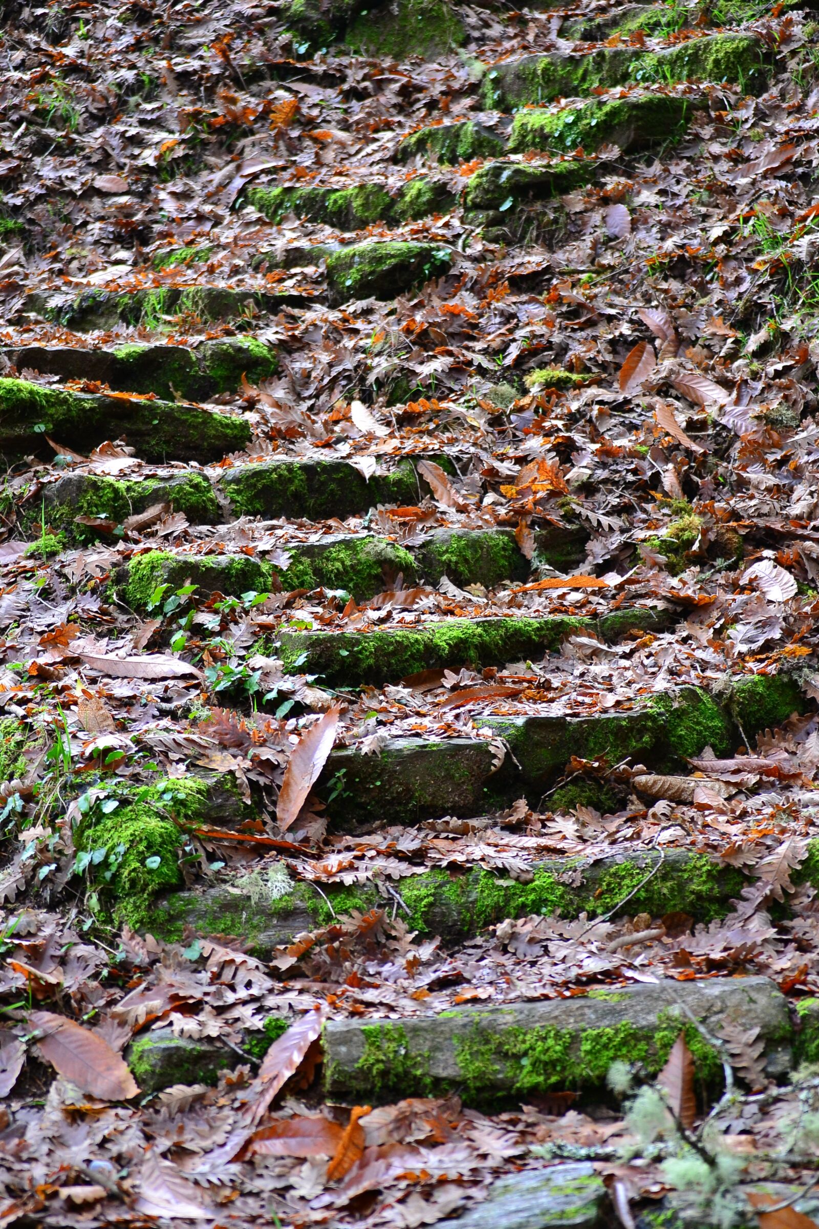 Nikon D3100 sample photo. Ladder, leaves, autumn photography