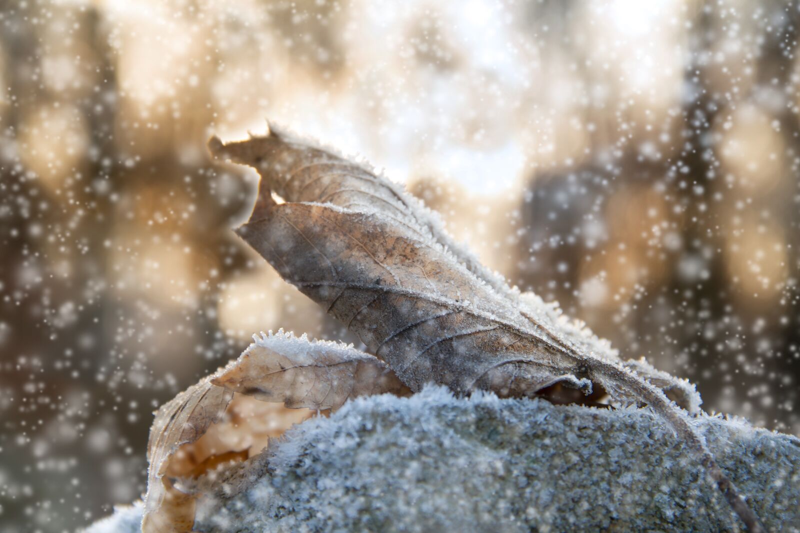 Canon EOS 7D sample photo. Cold, leaf, frost photography
