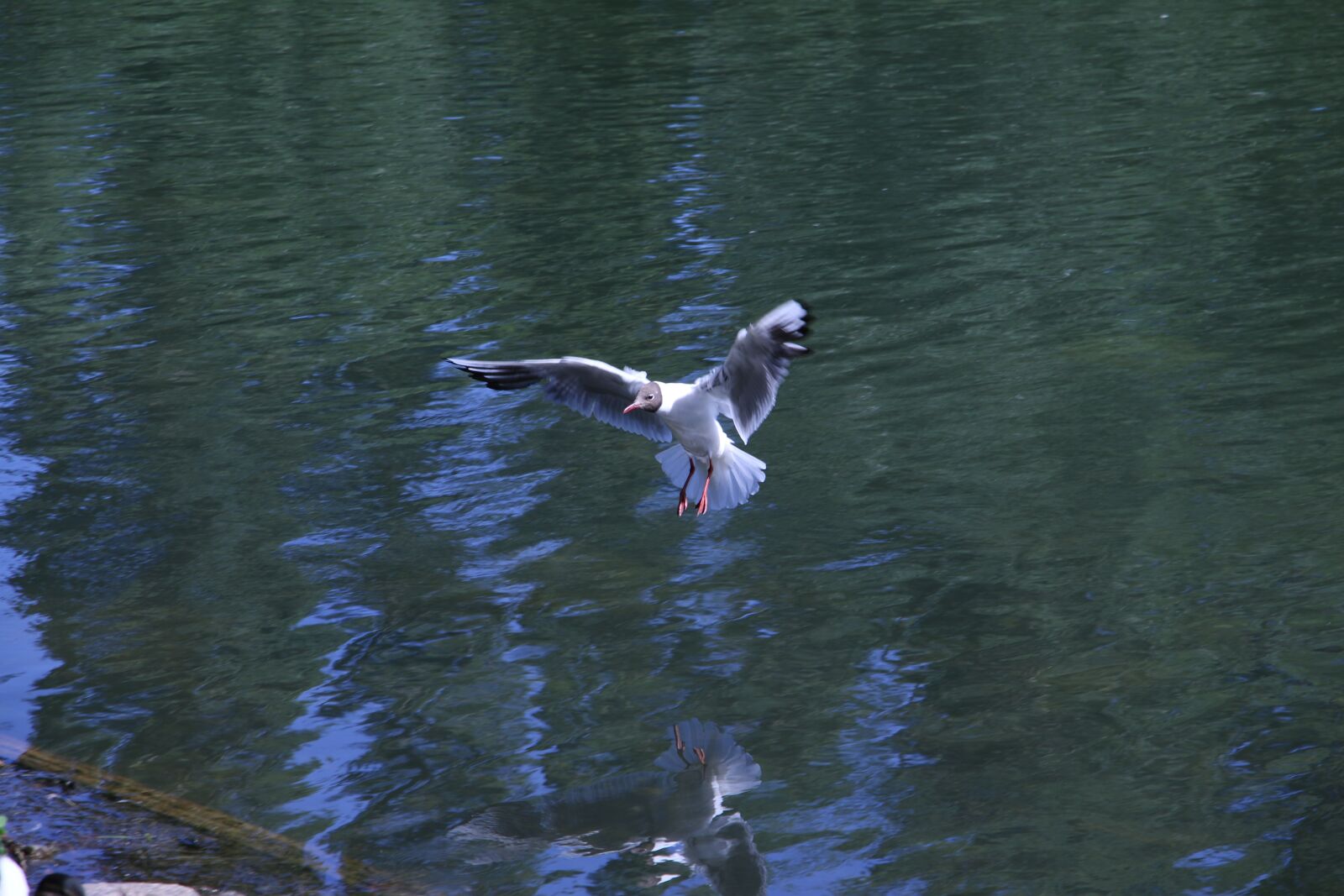 Canon EOS 70D sample photo. Bird, flying, nature photography