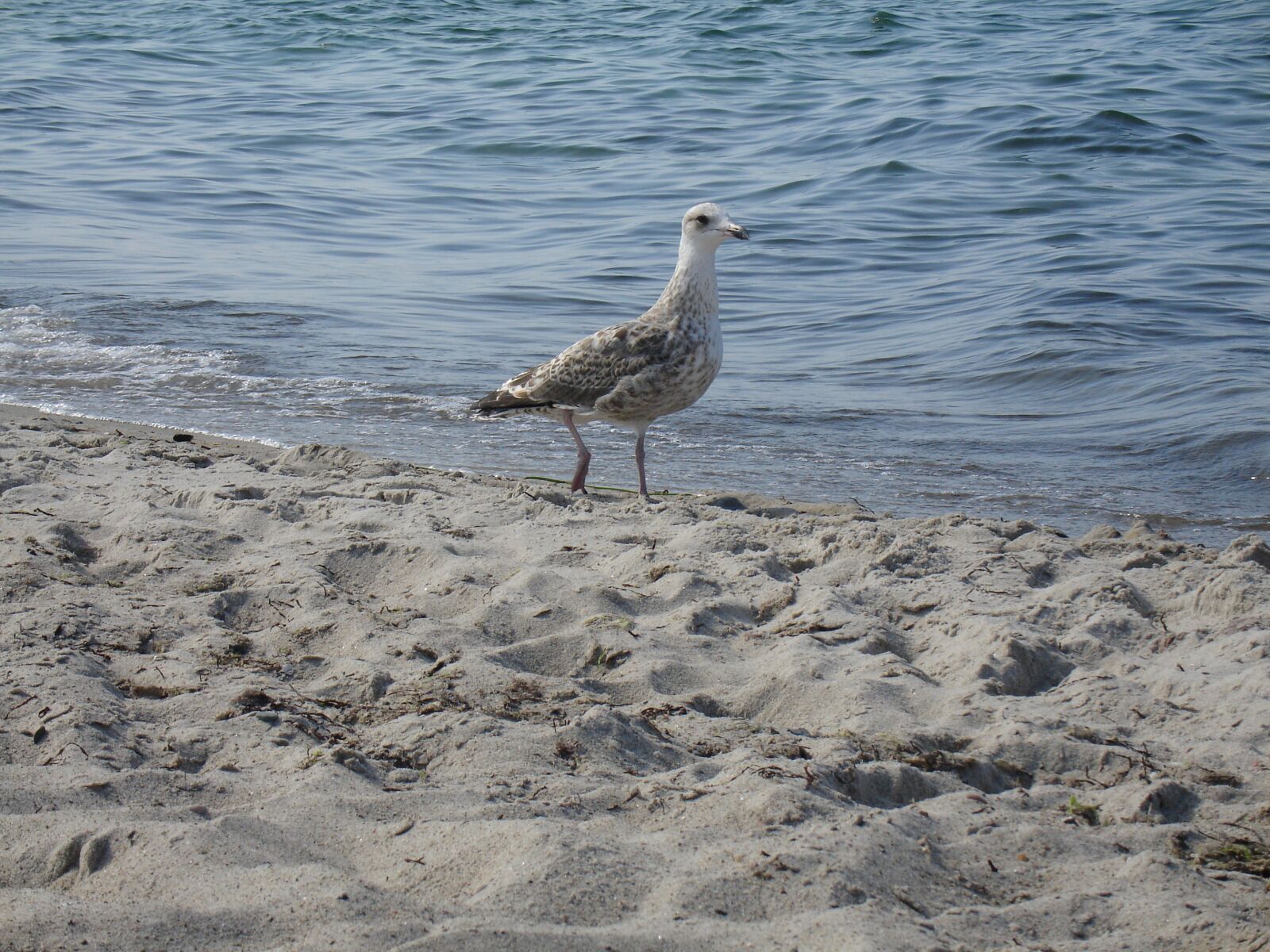 Sony DSC-V3 sample photo. Seagull, sand, sea photography