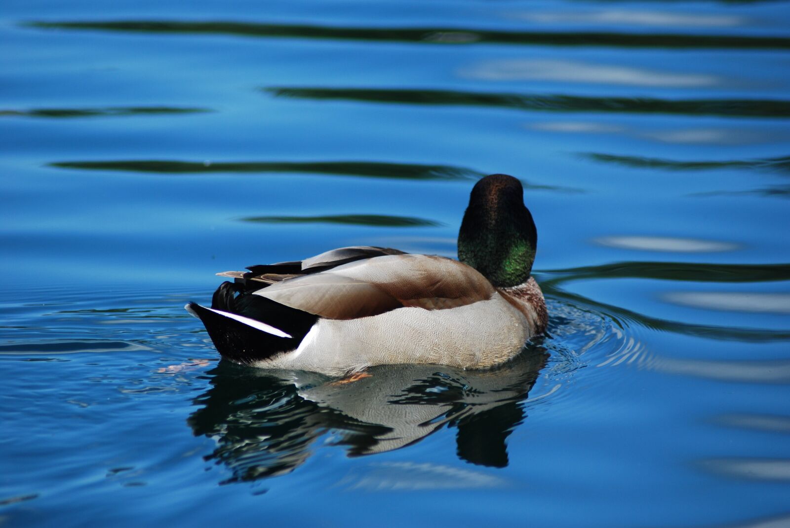 Nikon D60 sample photo. Duck, mallard, lake photography