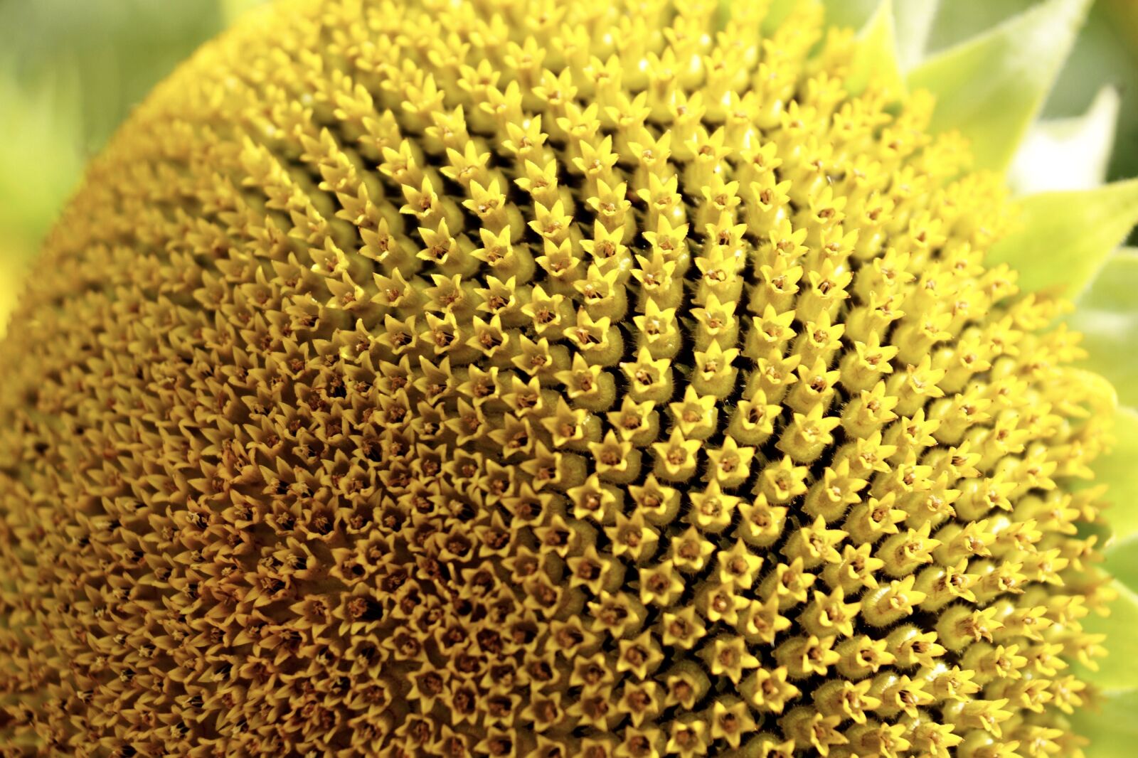 Sony Vario-Sonnar T* DT 16-80mm F3.5-4.5 ZA sample photo. Sunflower, pollen, blossom photography