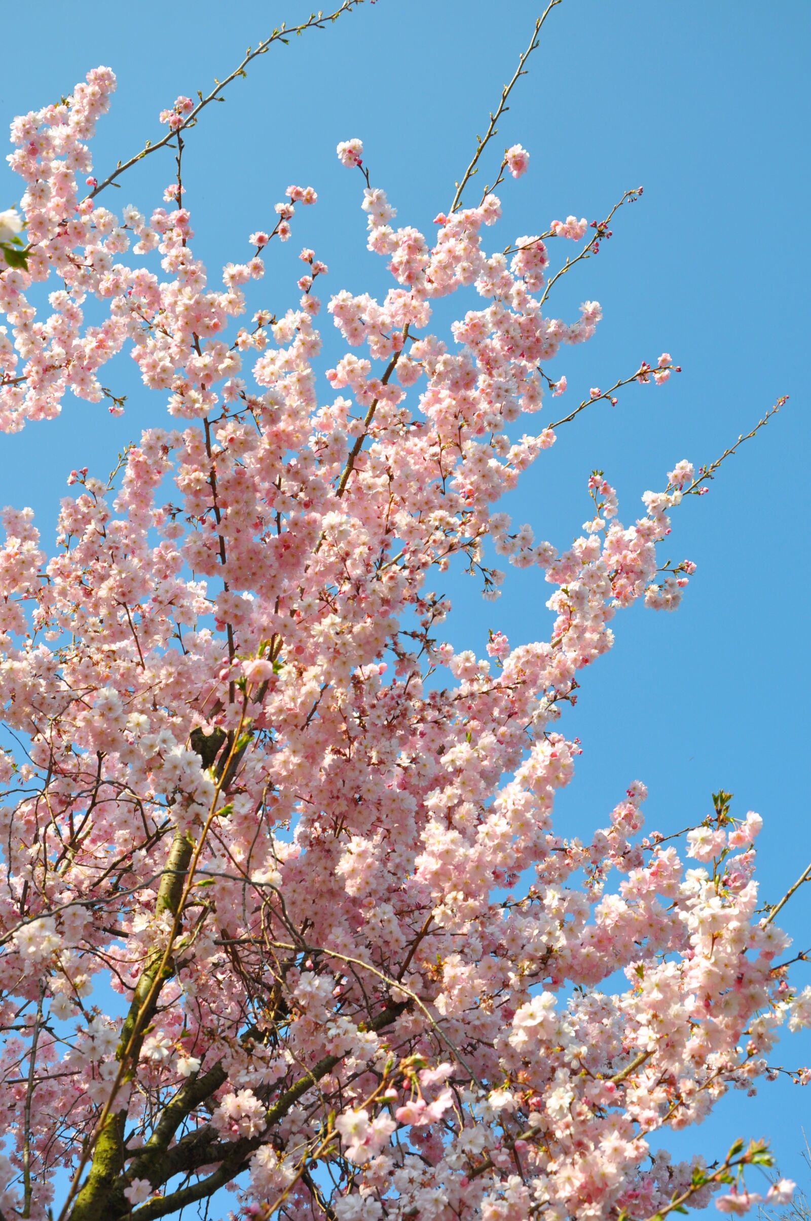 Nikon D5000 sample photo. Almond blossom, aesthetic, flowers photography