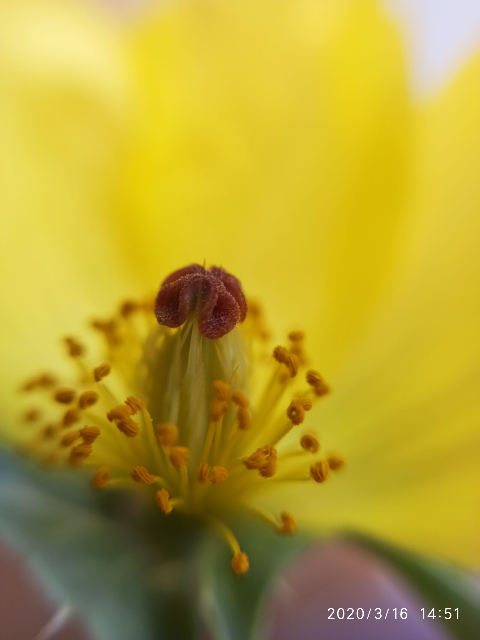 Xiaomi Redmi Note 8 Pro sample photo. Flower, stamens, yellow photography