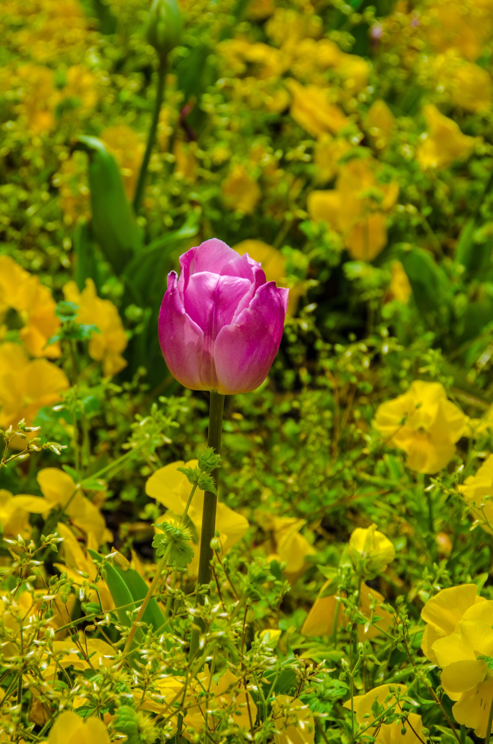 Nikon D5100 sample photo. Flower, rose, nature photography
