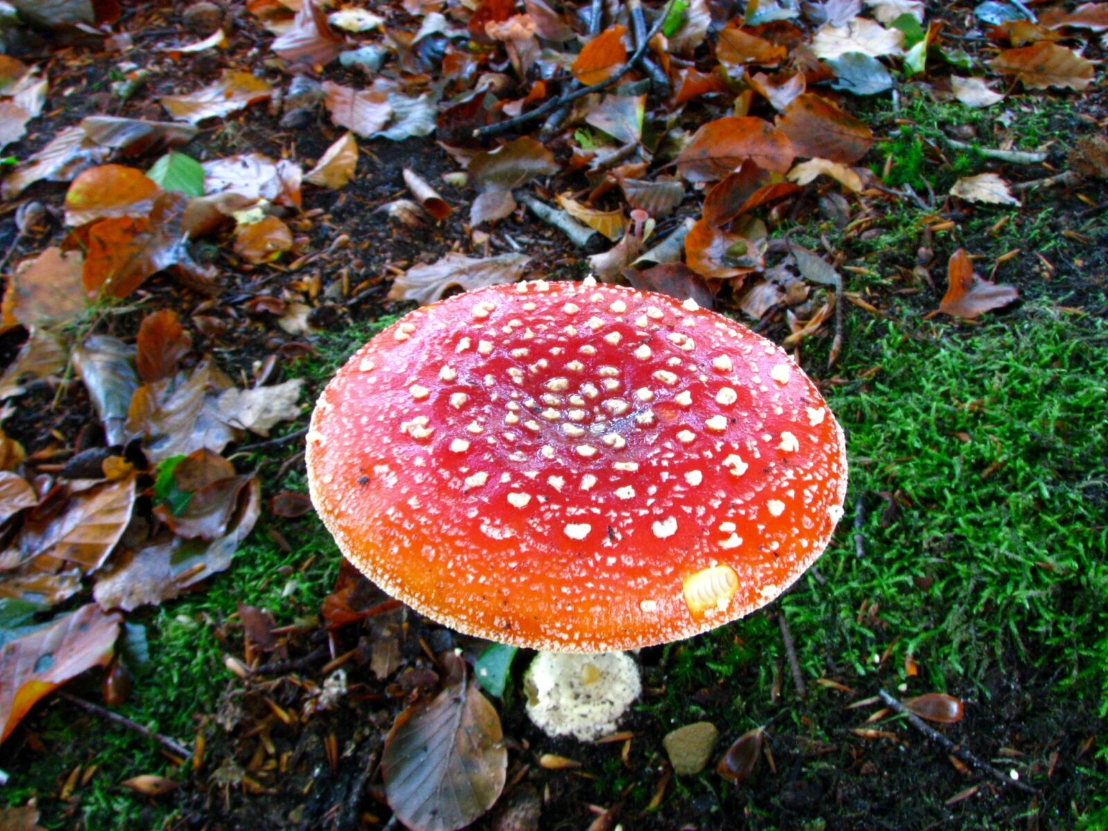 Canon POWERSHOT S3 IS sample photo. Mushroom, forest, autumn photography