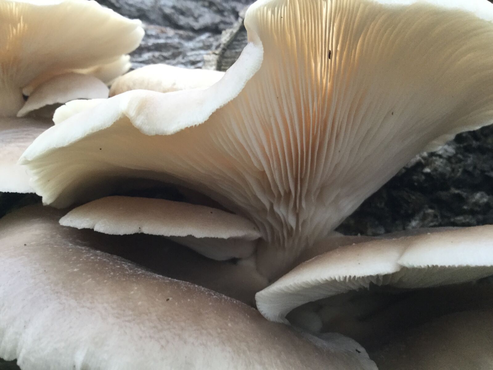 Apple iPad Air 2 sample photo. Mushroom, fungus, nature photography