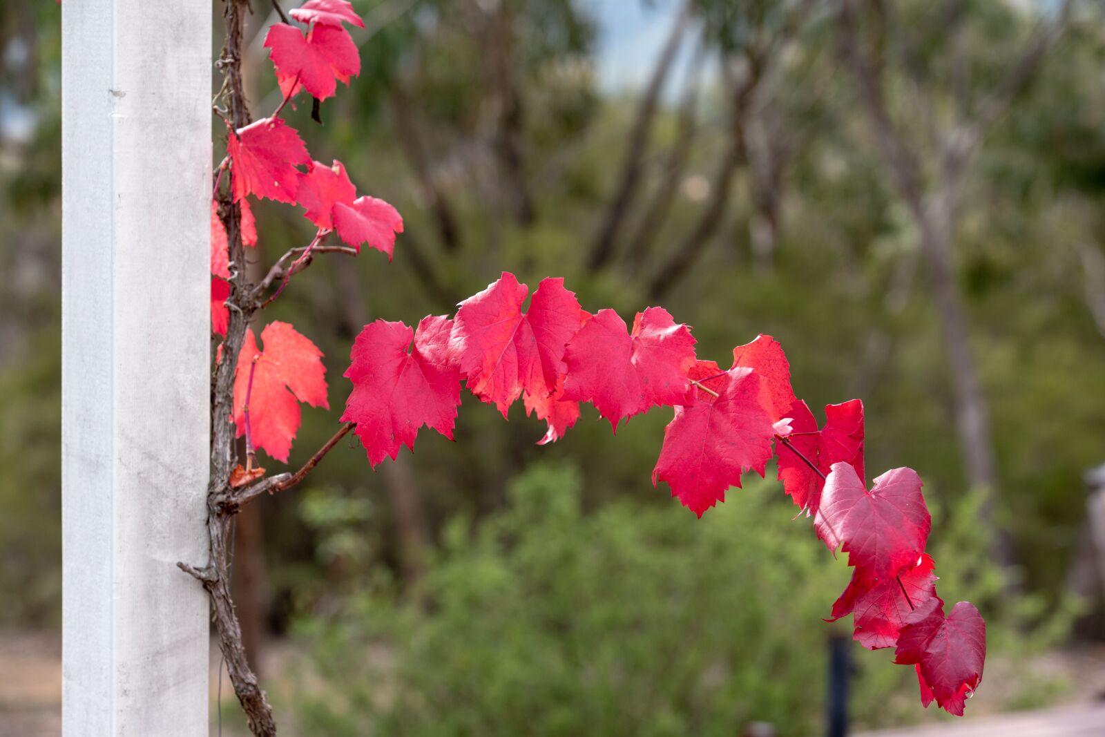 Nikon D750 sample photo. Grape vine, vine, leaf photography