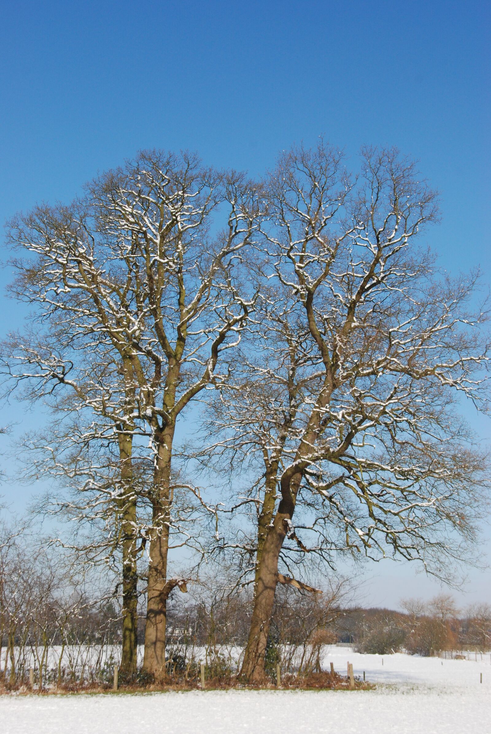 Nikon D80 sample photo. Snow, winter, tree photography
