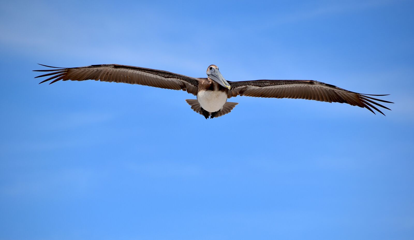 Nikon D5600 sample photo. Pelican, fly, bird photography