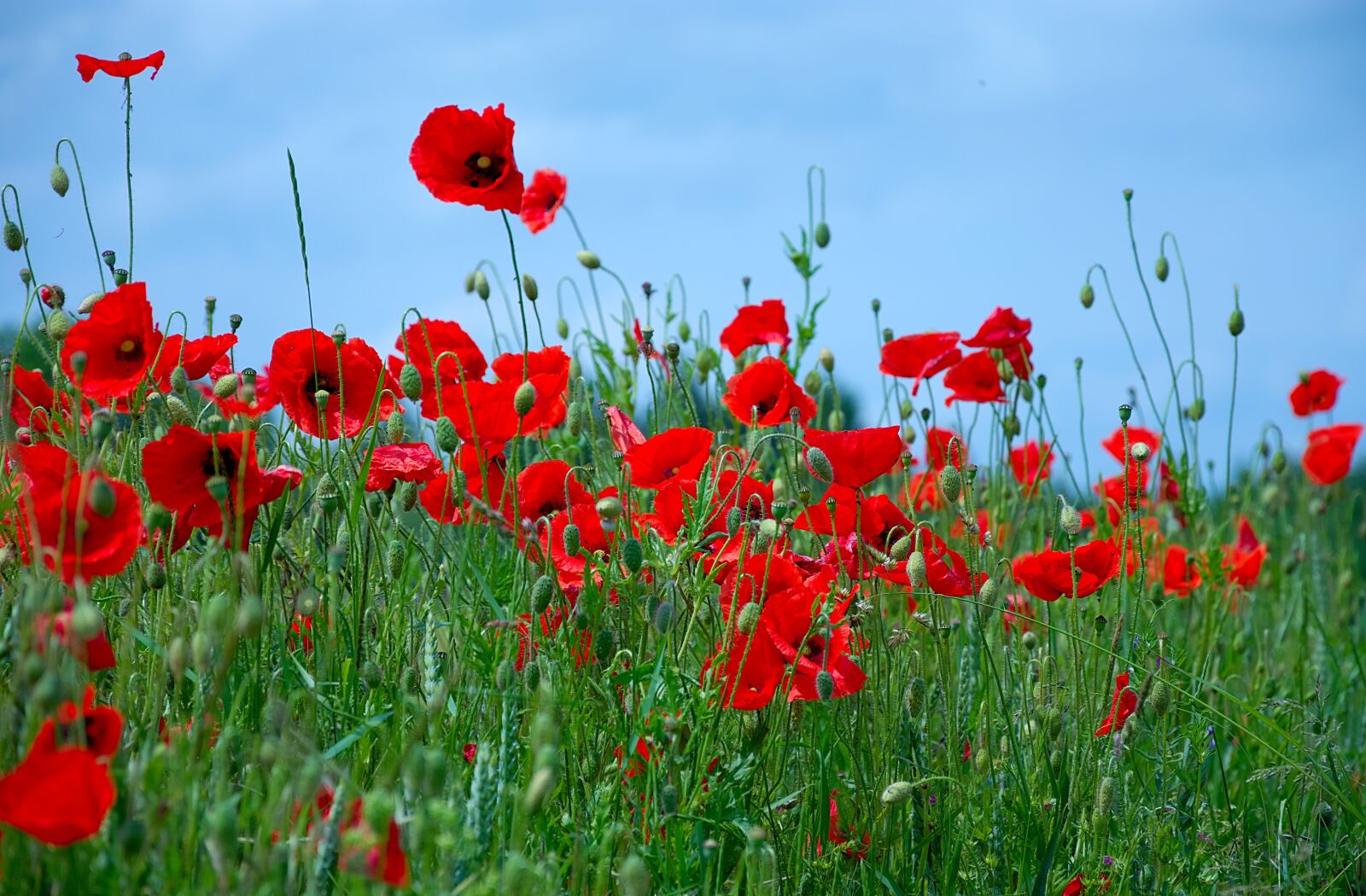 Nikon D7200 sample photo. Poppies, red, blossom photography