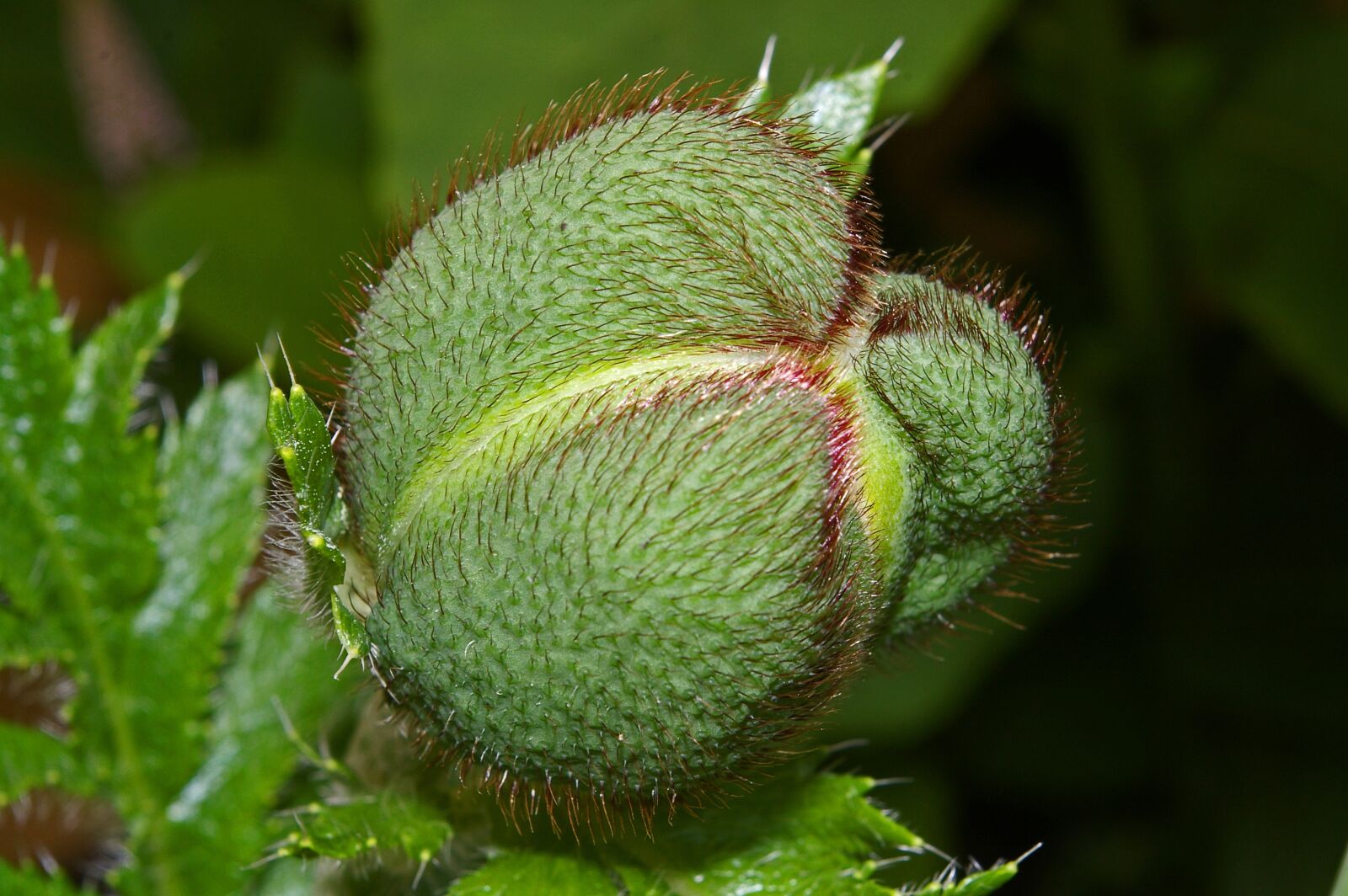 Pentax *ist DL2 sample photo. Bud, klatschmohn, poppy photography