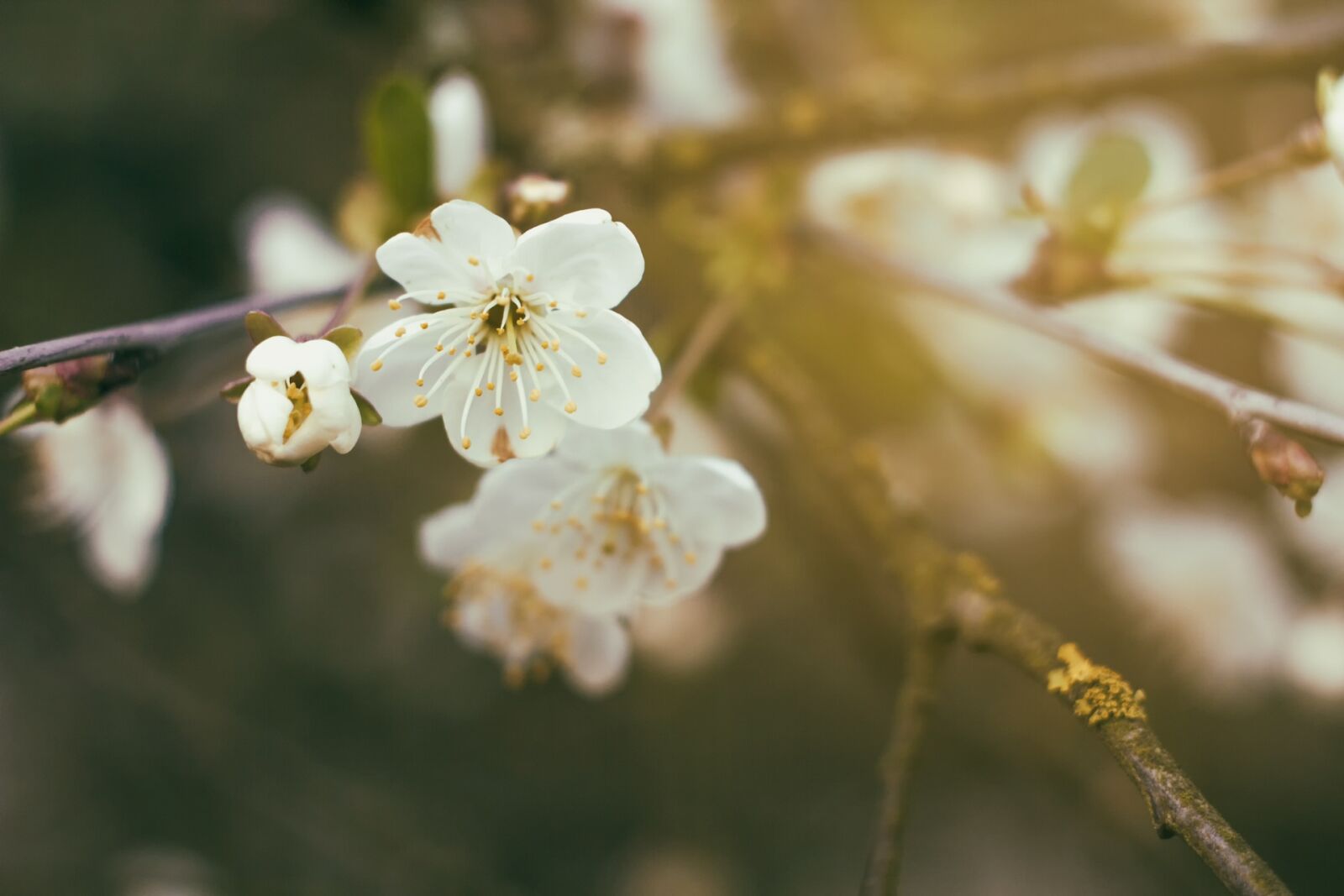 Canon EOS 550D (EOS Rebel T2i / EOS Kiss X4) sample photo. Flower, cherry, spring photography