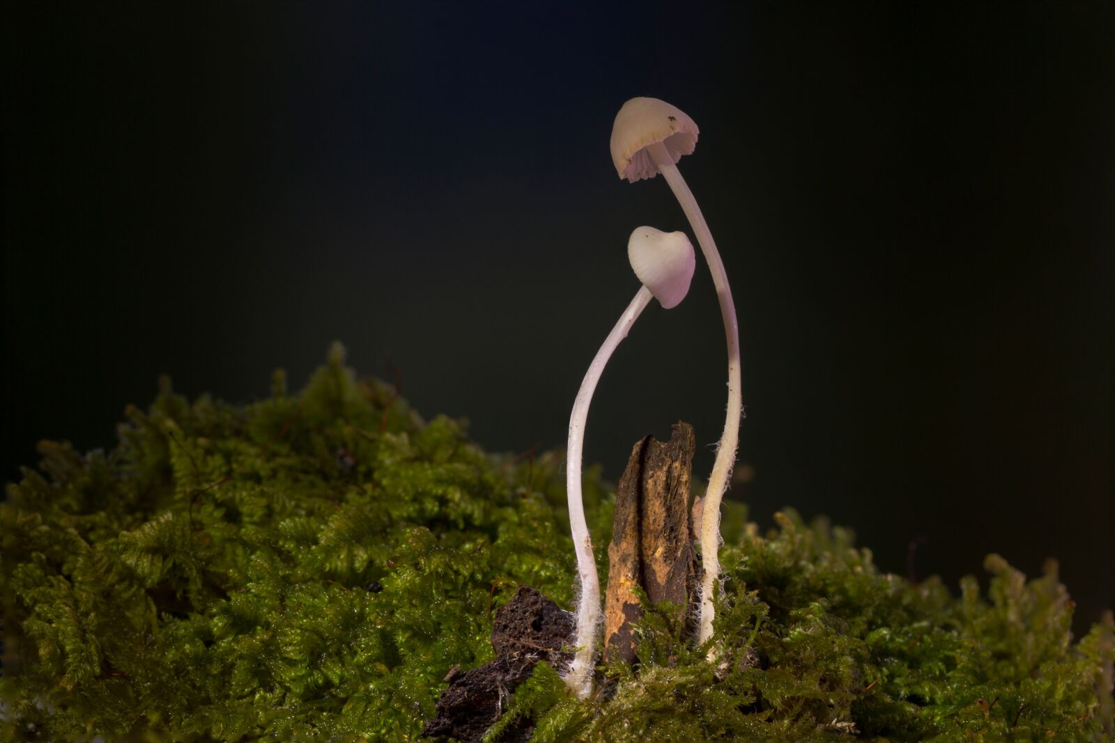 Canon EOS 7D sample photo. Mushroom, mini mushroom, small photography