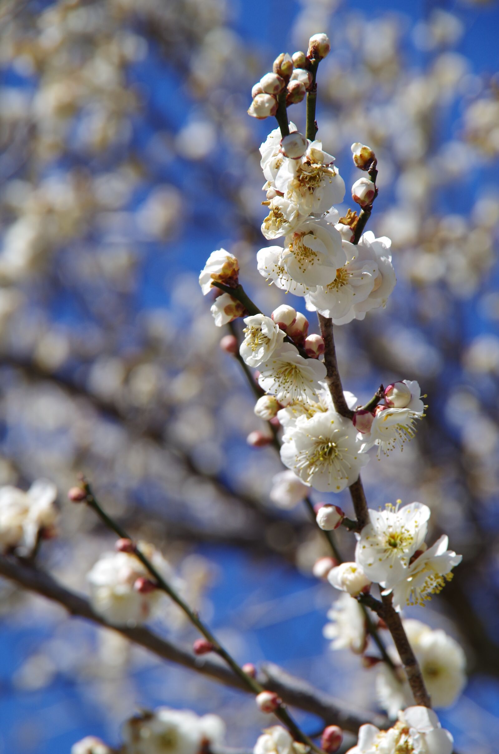 Pentax K-30 sample photo. Flowers, plum, spring photography