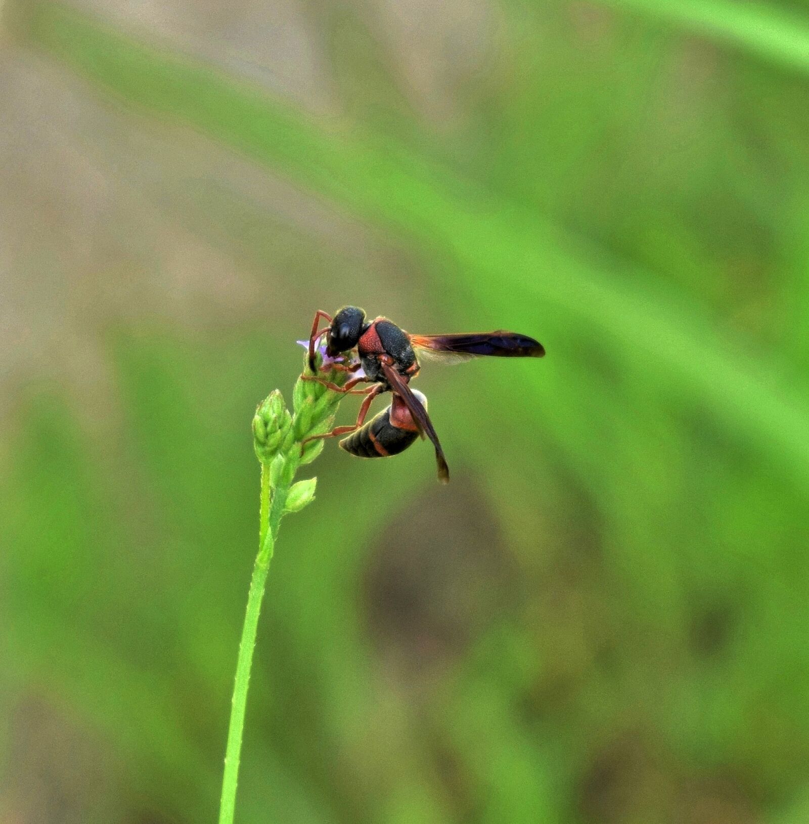 Nikon D5300 sample photo. Wasp, mason wasp, red photography