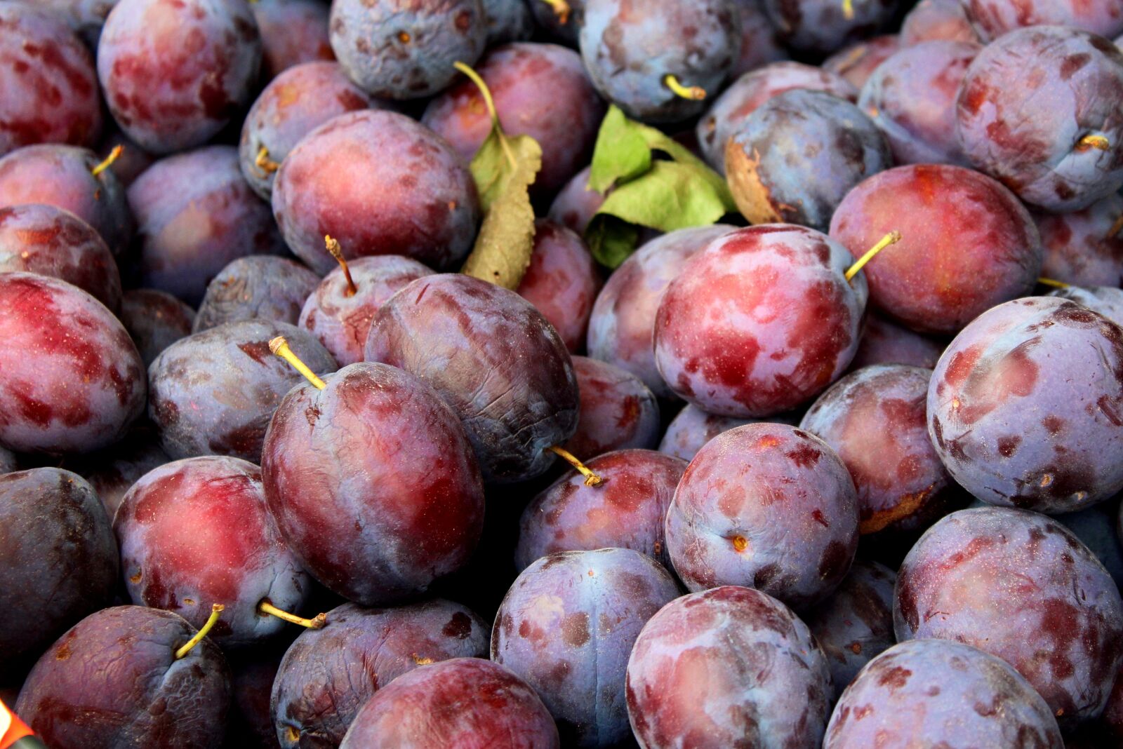 Canon EOS 1200D (EOS Rebel T5 / EOS Kiss X70 / EOS Hi) sample photo. Plum, fruit, autumn photography
