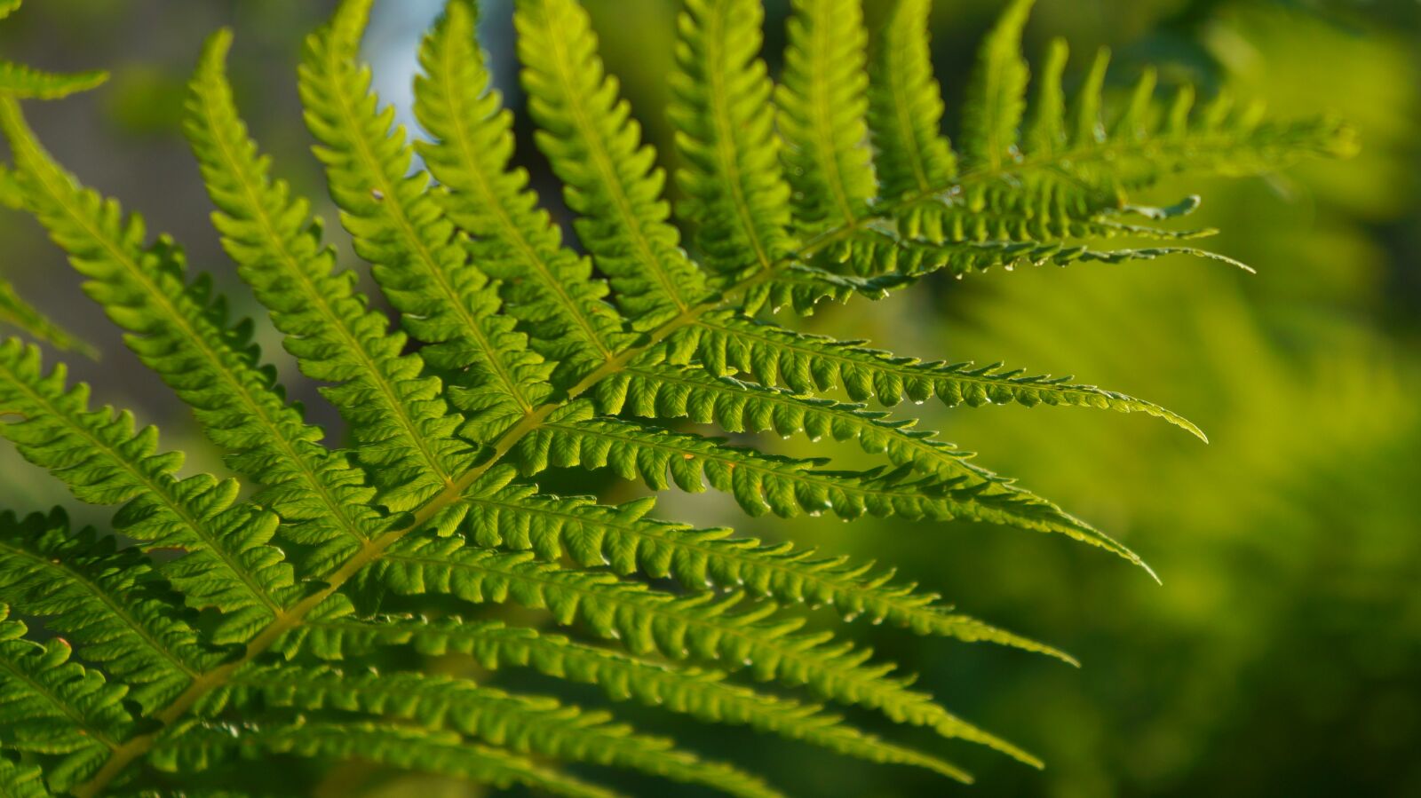Sony Alpha a3000 + Sony E 18-55mm F3.5-5.6 OSS sample photo. Nature, plants, green photography