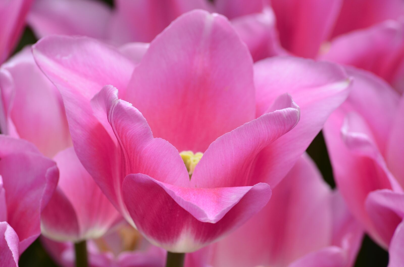 Nikon D5100 sample photo. Tulip, flower, orange photography