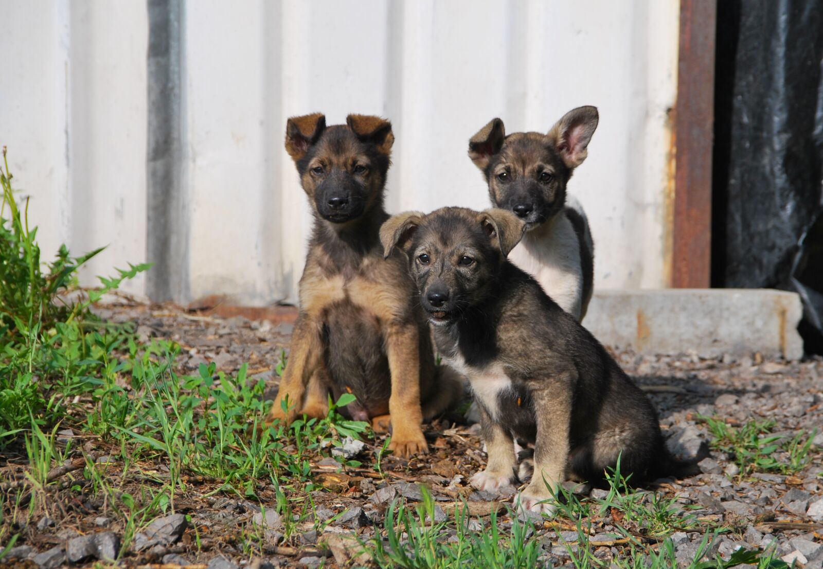 Nikon D60 sample photo. Dogs, small, puppies photography