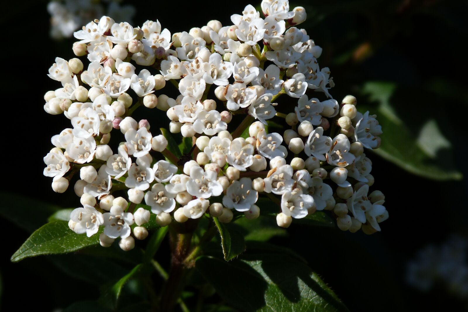 Panasonic Lumix DMC-FZ40 (Lumix DMC-FZ45) sample photo. Viburnum, white, garden photography