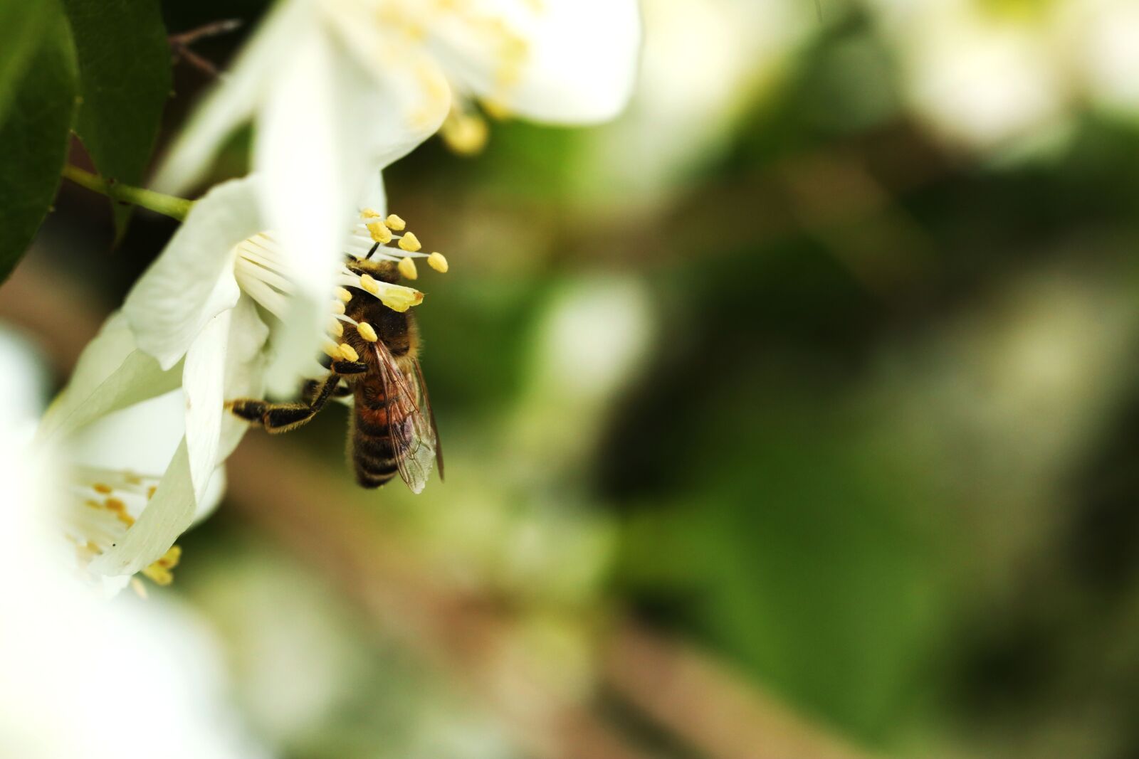 Canon EF 100mm F2.8L Macro IS USM sample photo. Wasp, insect, nature photography