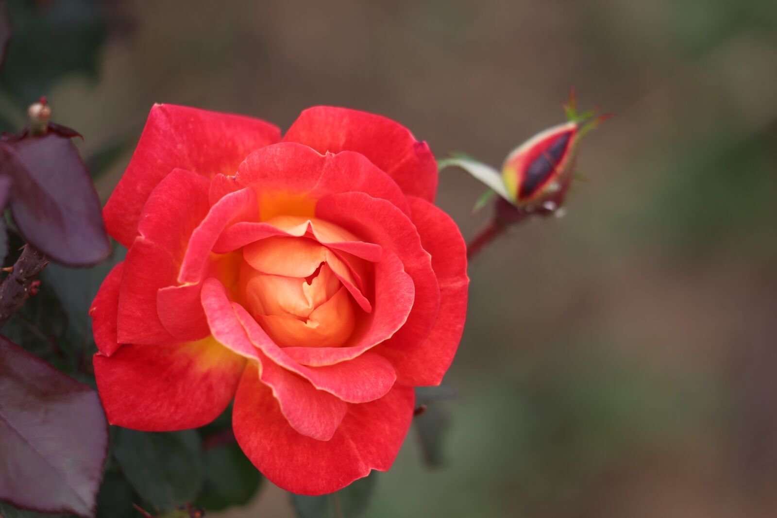 Canon EF 70-300 F4-5.6 IS II USM sample photo. Red yellow rose, flower photography