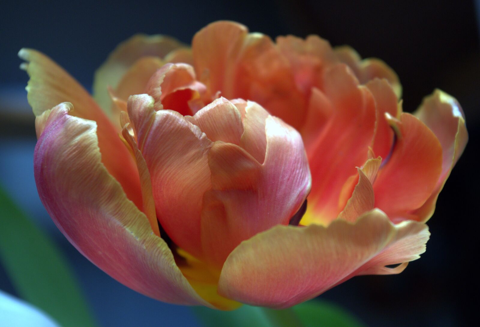 Pentax K-30 sample photo. Flower, blossom, bloom photography