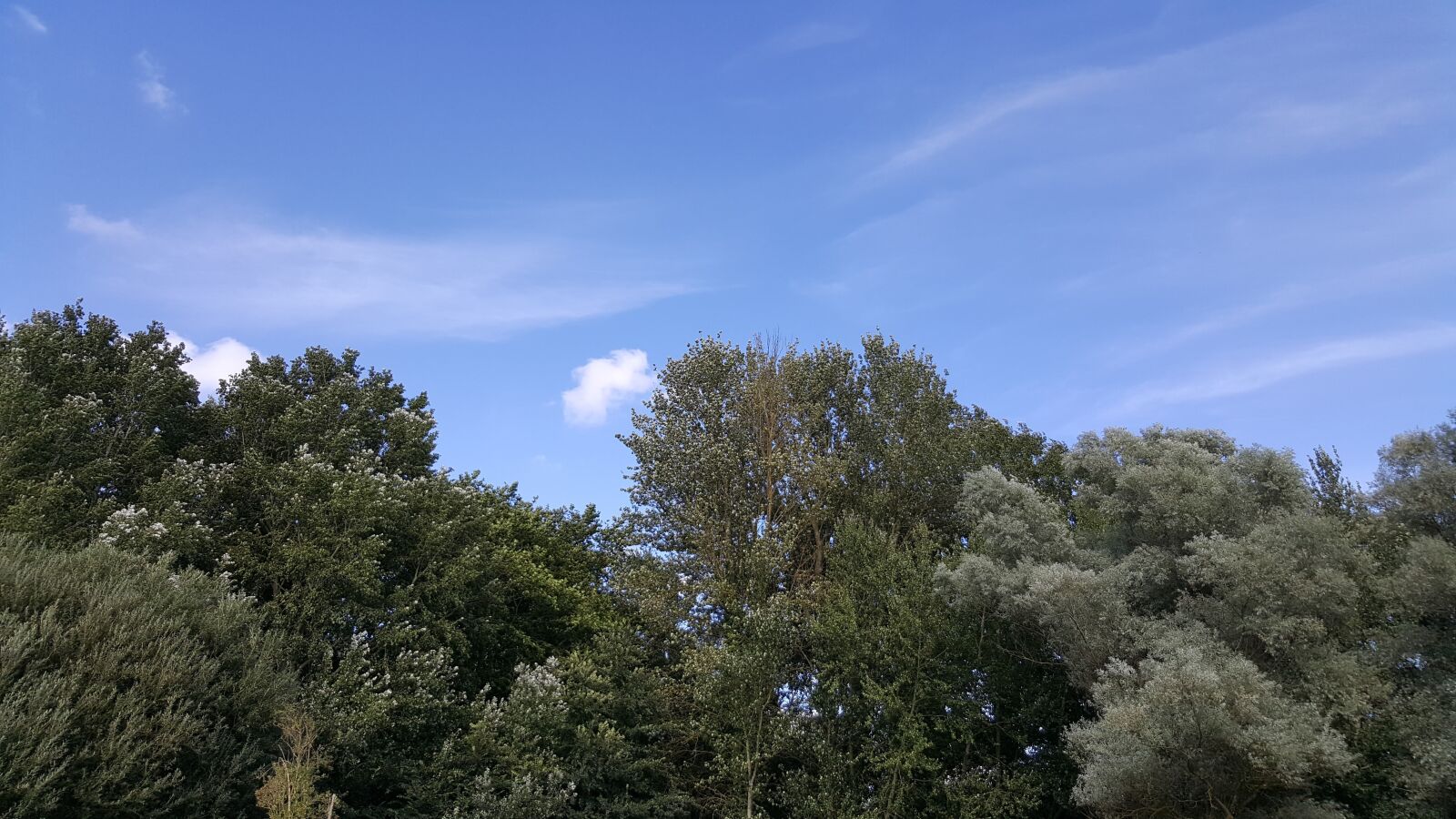 Samsung Galaxy S6 sample photo. Trees, landscape, sky photography